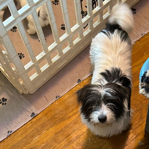 Small black and white dog standing on a wooden floor next to a white pet gate and paw-print mat.