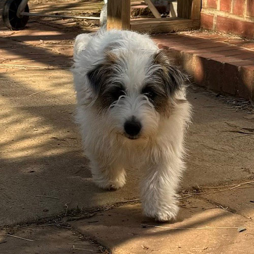 Small, fluffy white dog with dark ears walking on a sunlit patio near a brick step and wooden table.