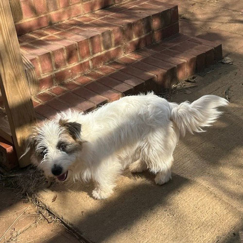 A small, white and brown dog stands on a sunny sidewalk near brick steps, looking toward the camera.