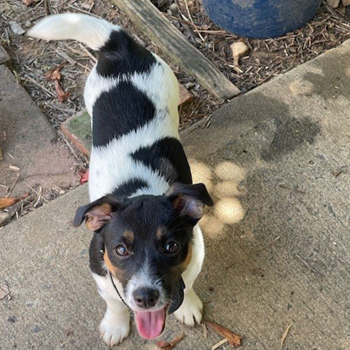 Small black and white dog with a heart-shaped black marking on its back, standing on a concrete path and looking up.