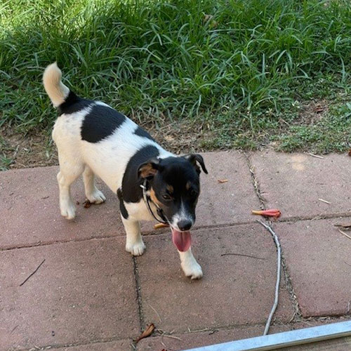 Small black and white dog standing on patio tiles with tongue out, grass and scattered items in the background.