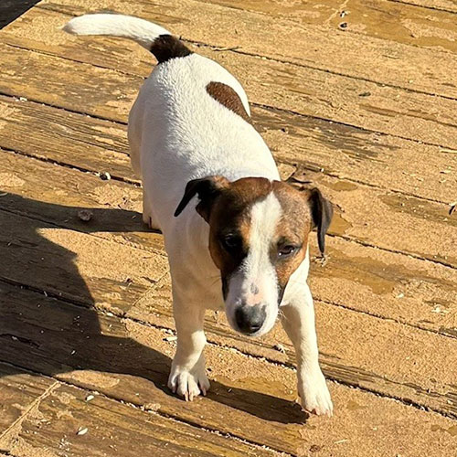A small white and brown dog standing on a sunlit wooden deck.