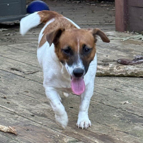 Small brown and white dog with tongue out walking on a wooden deck outdoors.