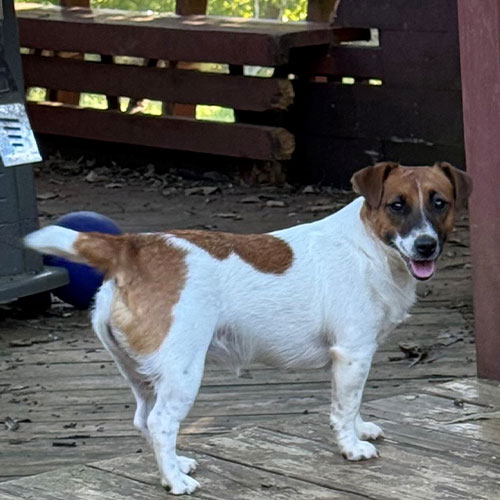 A small brown and white dog stands on a wooden deck, looking back with its mouth slightly open.