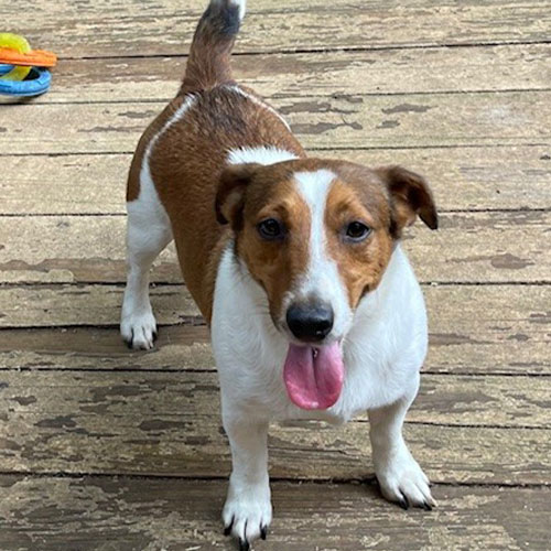 Brown and white dog standing on a wooden deck with its tongue out, looking up at the camera.