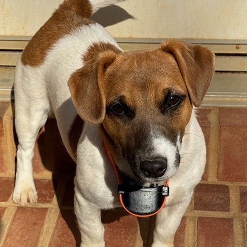 Small brown and white dog standing on brick steps, wearing a collar with a black device attached under its chin.