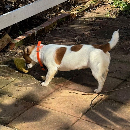 Small white and brown dog with an orange collar sniffs a toy on a sunlit brick patio.