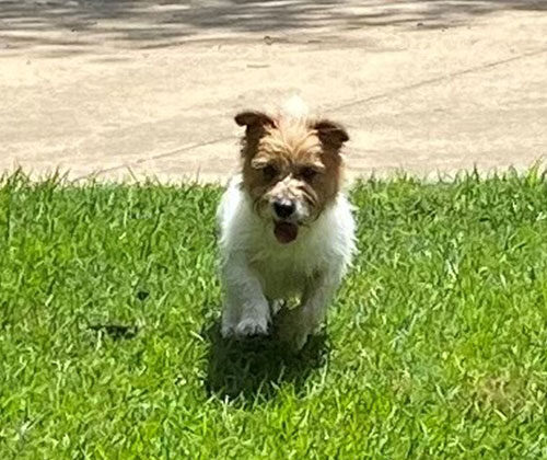 Small dog with brown and white fur walking on green grass near a concrete path on a sunny day.