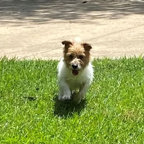 Small dog with brown and white fur walking on green grass near a concrete path on a sunny day.