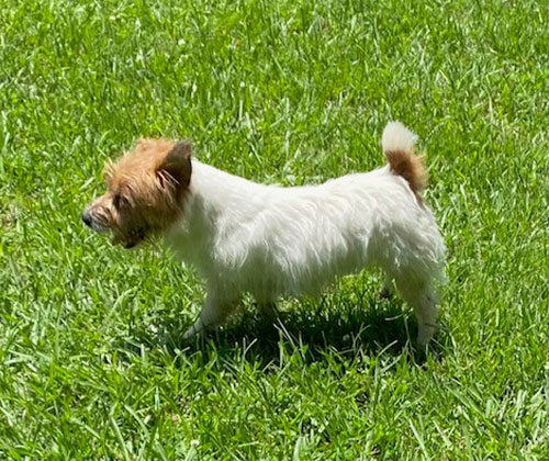 Small white and brown dog standing on green grass in bright sunlight.