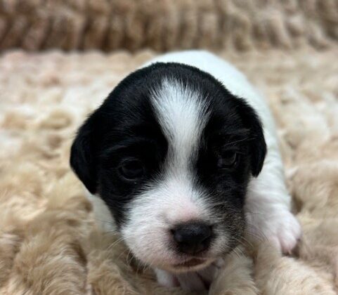 A small black and white puppy is lying on a beige textured blanket, facing the camera.