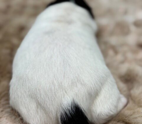 A small white puppy with a black tail lies on a soft, beige surface facing away from the camera.