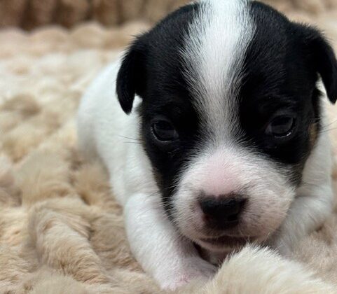A small black and white puppy lies on a soft, beige blanket, looking directly at the camera.