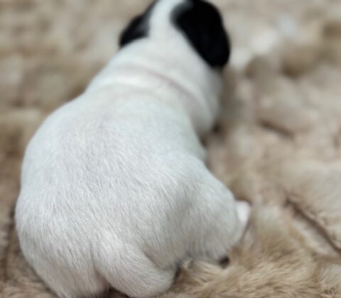 A small white puppy with black markings lies on a soft, beige blanket, facing away from the camera.
