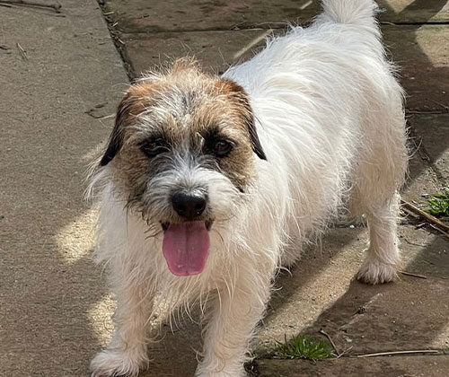 A small, shaggy white and brown dog stands on a patio, looking up with its mouth open and tongue out.