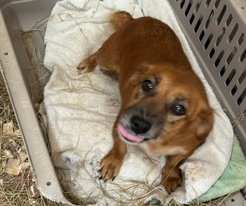 Small brown dog sitting on a blanket inside a crate, looking up with its tongue slightly out.