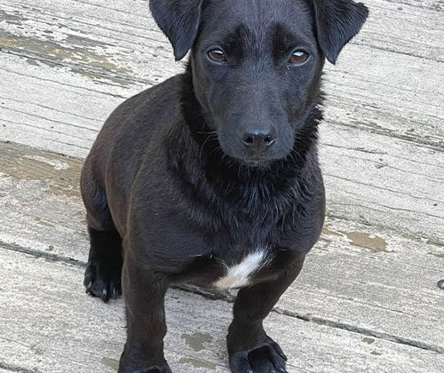 A black dog with a white patch on its chest sits on a concrete surface, looking directly at the camera.