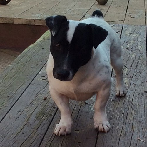 Small white dog with black markings stands on a weathered wooden deck, looking slightly to the left.