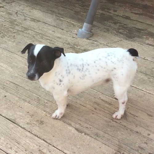 Small white dog with black spots and a black head stands on a wooden deck next to a metal table leg.