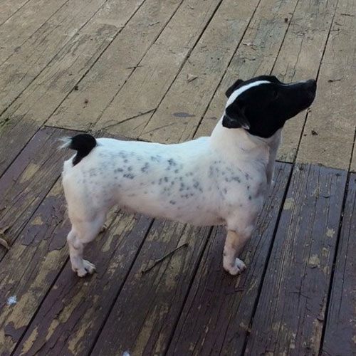 A small white dog with black spots and a black head stands on a wooden deck, looking upward.