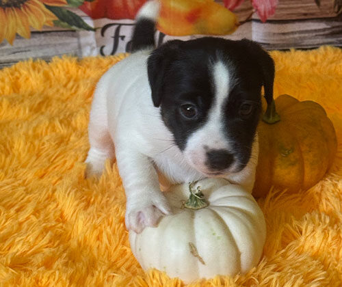 A small black and white puppy stands on a white pumpkin with orange pumpkins and flowers in the background.