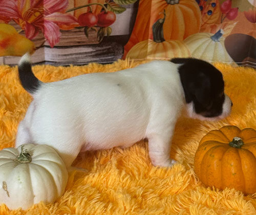 Small white and black puppy standing on orange rug between two pumpkins with autumn-themed background.