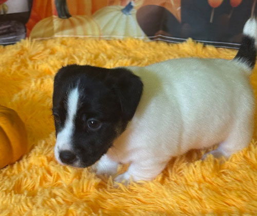 A small black and white puppy stands on a bright yellow surface with pumpkins in the background.