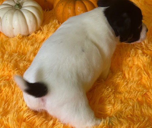 A small white and black puppy sits on an orange fuzzy surface near two orange pumpkins and one white pumpkin.