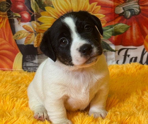 A small black and white puppy sits on a yellow blanket with autumn-themed decorations in the background.