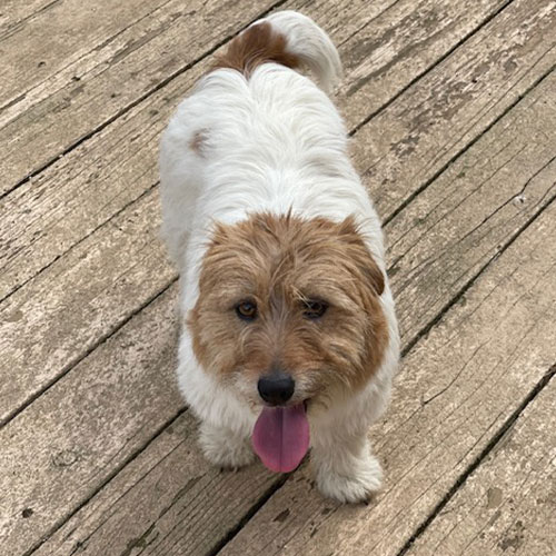 Small white and brown dog standing on a wooden deck with tongue out, looking up at the camera.