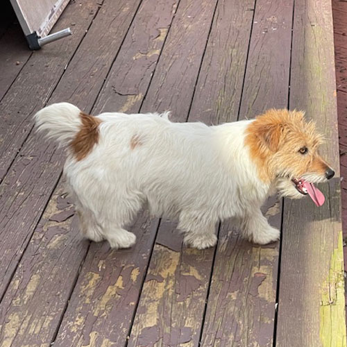A small, fluffy white and brown dog stands on a weathered wooden deck with its tongue sticking out.