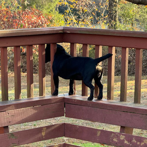 A black dog stands on a wooden deck, looking through the corner of the railing toward the yard.