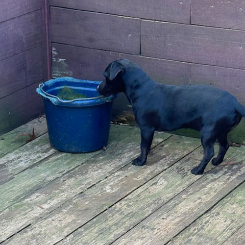 A black dog stands on a wooden deck, looking at a blue bucket filled with green water.