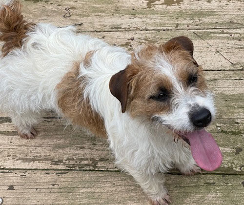 A small, white and brown dog with a fluffy coat stands on a weathered wooden deck, tongue hanging out.