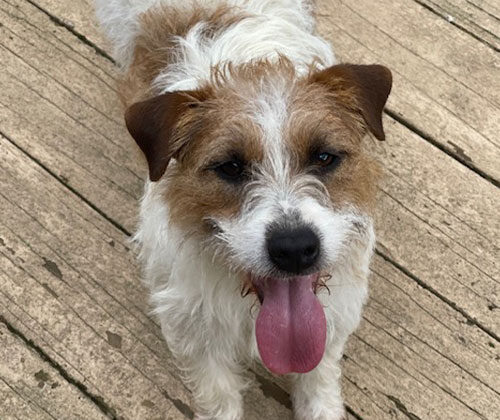 Small, scruffy, white and brown dog with tongue out standing on weathered wooden deck.