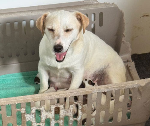 A white dog sits in a chewed plastic crate with puppies nursing on a green towel inside.