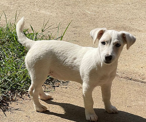 A small white puppy stands on a concrete surface next to a patch of grass, looking toward the camera.