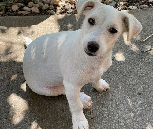 A white dog with short fur sits on a concrete surface, partially shaded by tree branches.
