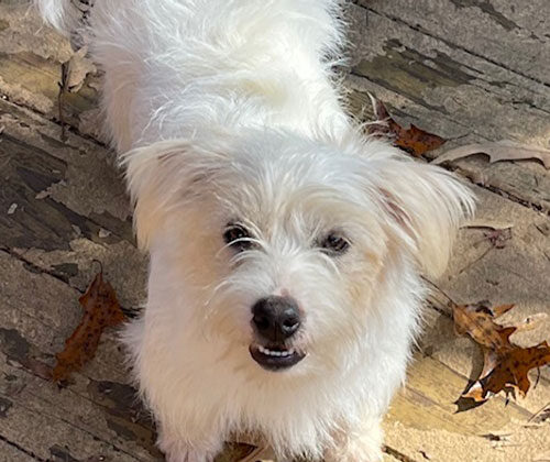 Small white dog standing on a wooden surface with scattered brown leaves, looking up at the camera.