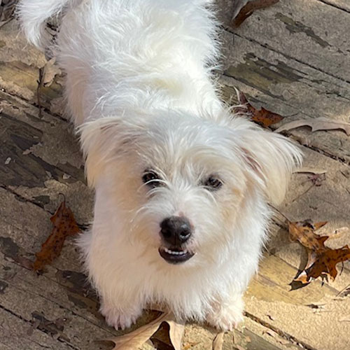 Small white dog standing on a wooden surface with scattered brown leaves, looking up at the camera.