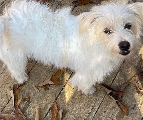 Small white dog standing on a wooden deck surrounded by scattered brown leaves, looking up at the camera.