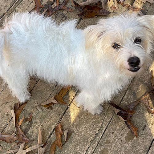 Small white dog standing on a wooden deck surrounded by scattered brown leaves, looking up at the camera.